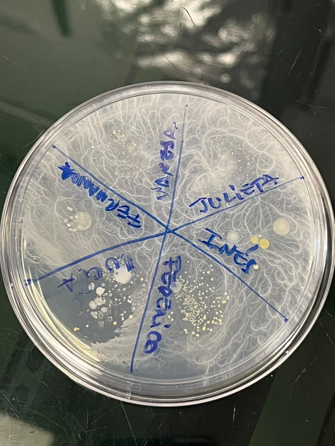 Huella dactilar microbiana: bacterias de los dedos que crecieron en placa de Petri.