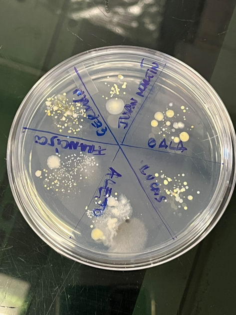 Huella dactilar microbiana: bacterias de los dedos que crecieron en placa de Petri.