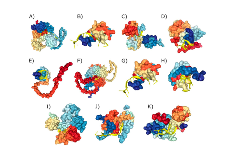 Simulaciones de la interacción entre proteínas de unión a ARN y su posible blanco molecular. Simulaciones de la interacción entre proteínas de unión a ARN y su posible blanco molecular.