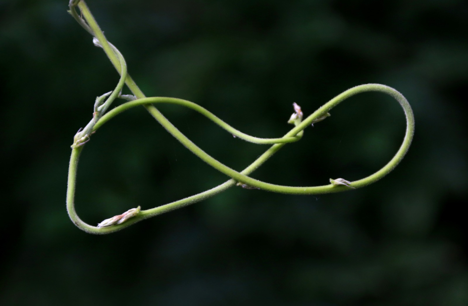 Tallo de glicina en forma de infinito