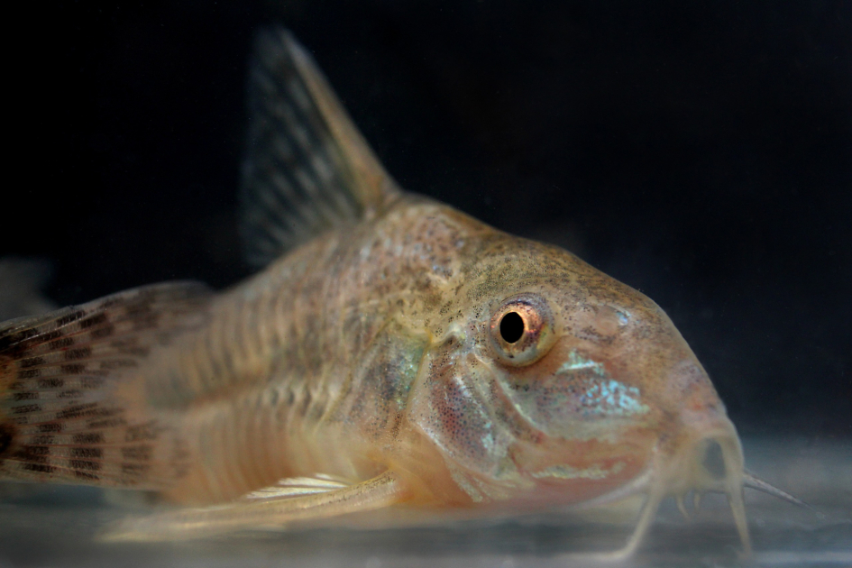 Corydoras aff. Paleatus, conocido como «limpiafondos».