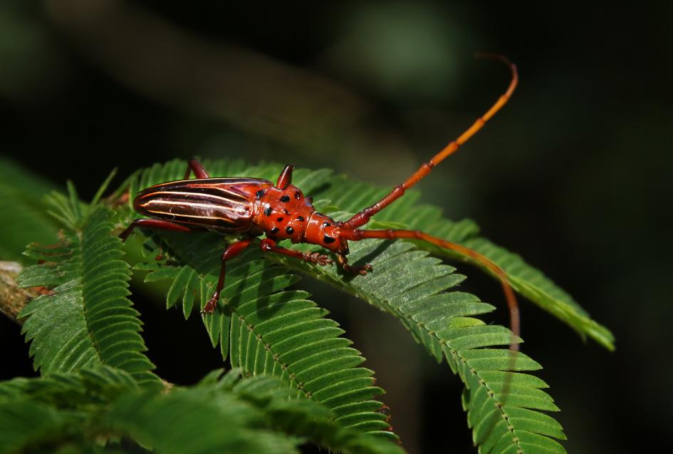Este insecto tan llamativo es un “Taladro rojo”. Su nombre científico es Chydarteres striatus.