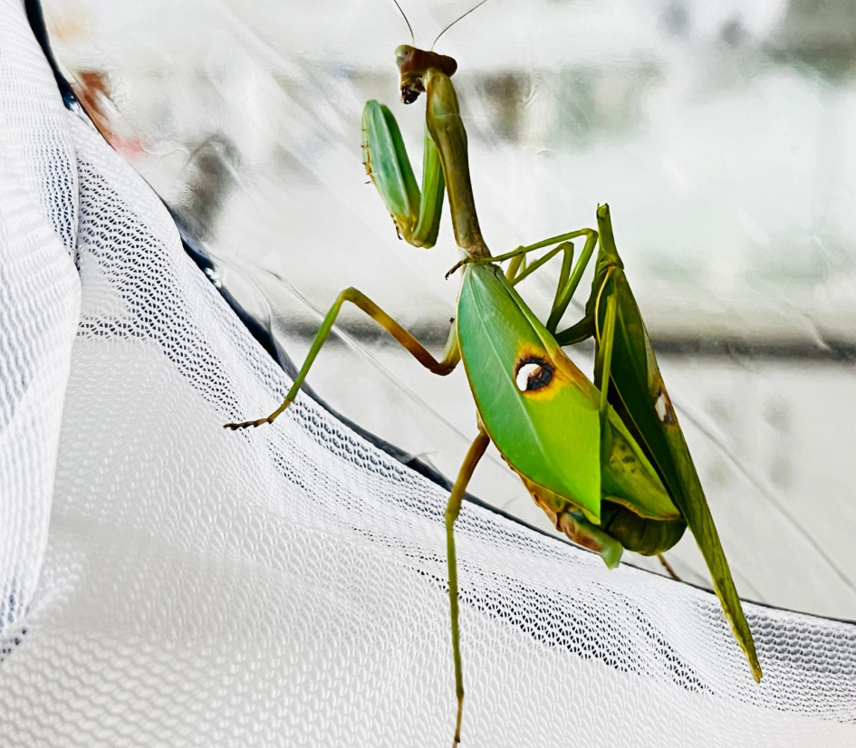 Mantis en cópula, el macho ya no tiene la cabeza