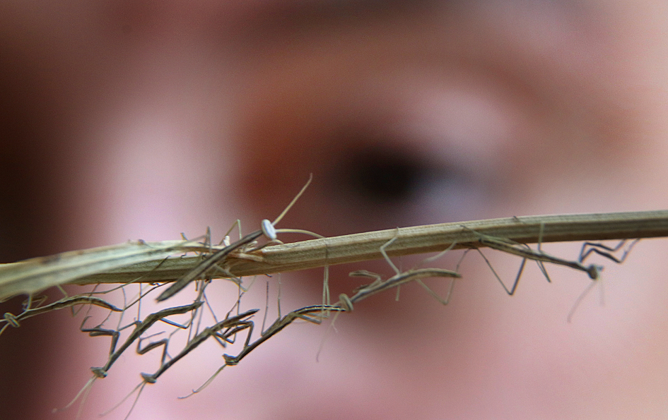 Crías recién nacidas de mantis