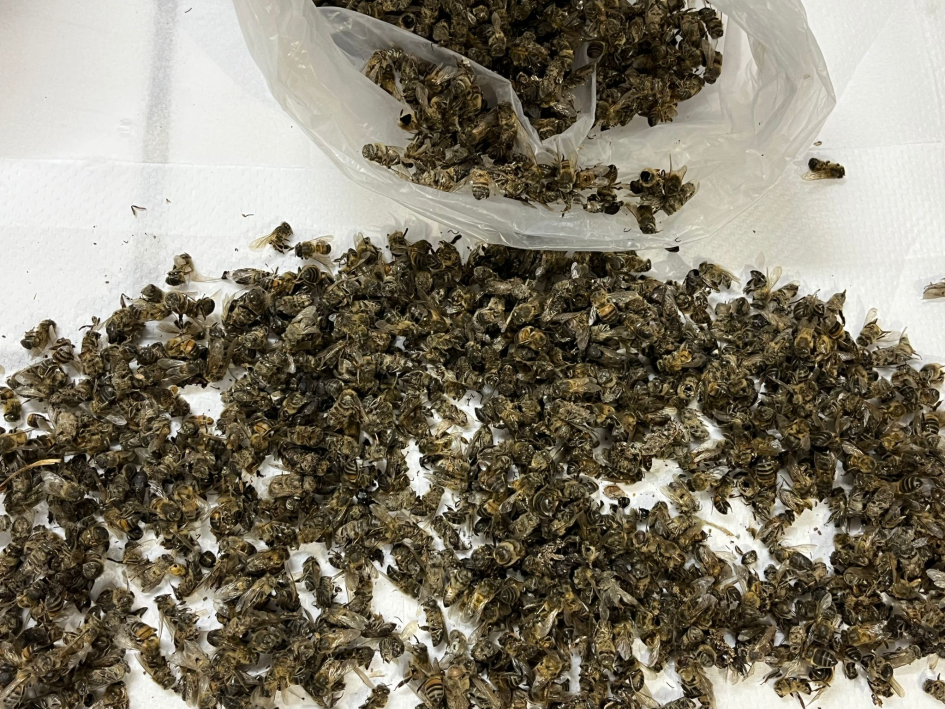 Alerta por mortandad masiva de abejas en Uruguay y llamado urgente a actuar