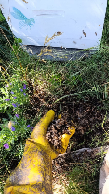 Alerta por mortandad masiva de abejas en Uruguay y llamado urgente a actuar