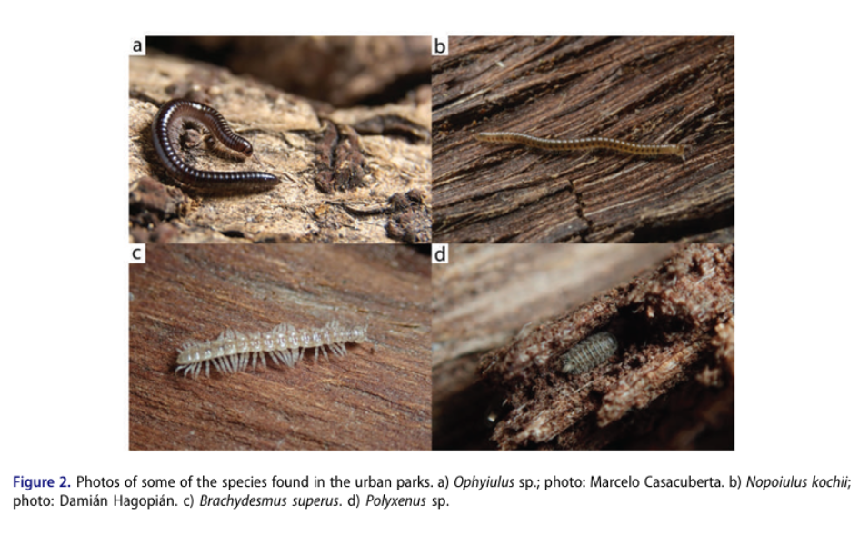 Imagen del artículo con fotos de algunas de las especies que se encuentran en los parques urbanos.