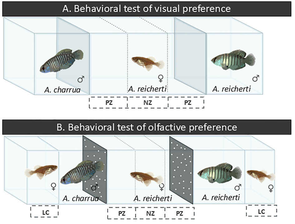 Figura del artículo: prueba conductual de preferencia visual y olfativa