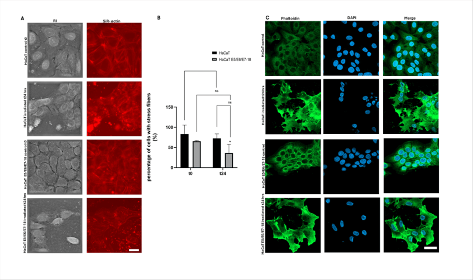 Cambios en el citoesqueleto de actina después de la exposición a UVBR