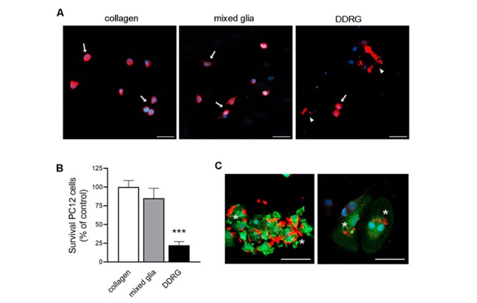 Supervivencia de células PC12 observada en su interacción con glía reactiva.