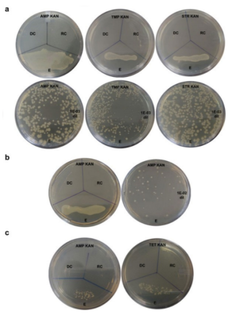Experimentos que permitieron analizar la transferencia de material genético entre bacterias.