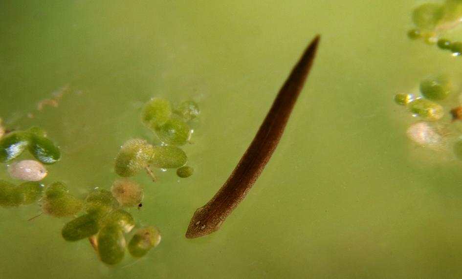 La Planaria, un tipo de gusano plano de agua con una capacidad increíble: regenerar su cuerpo.