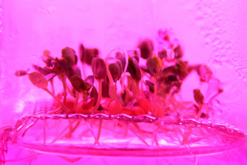 Esta imagen rosa es un cultivo hidropónico de la planta Mimosa pudica.