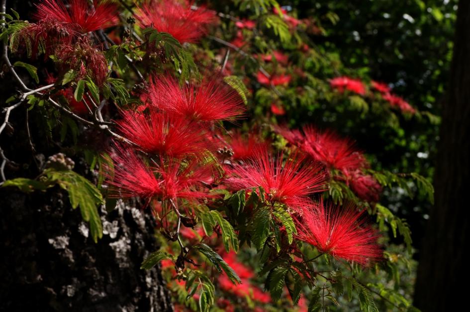 Calliandra tweediei o plumerillo rojo, ¡otro arbusto nativo! Foto: Marcelo Casacuberta, 2021
