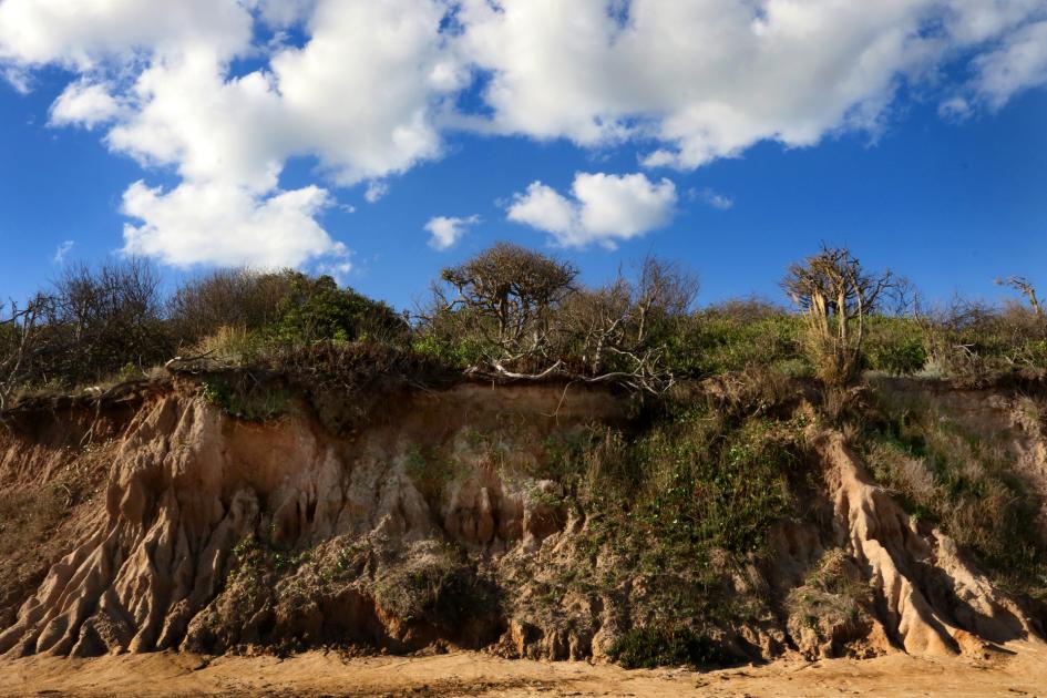 Vegetación psamófila en barrancas del Río de la Plata