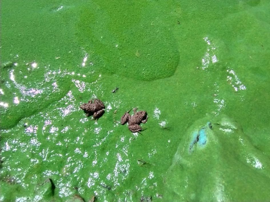 Ranas en cianobacterias