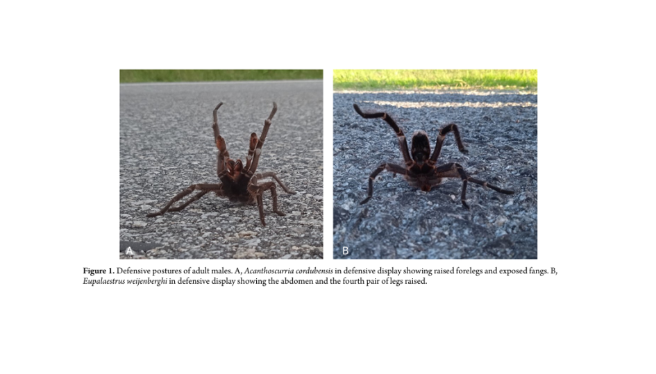 Imagen del artículo que muestra posturas defensivas de los machos adultos de las especies estudiadas
