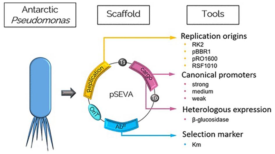 Synthetic Biology Toolbox for Antarctic Pseudomonas sp. Strains Synthetic Biology Toolbox for Antarctic Pseudomonas sp. Strains