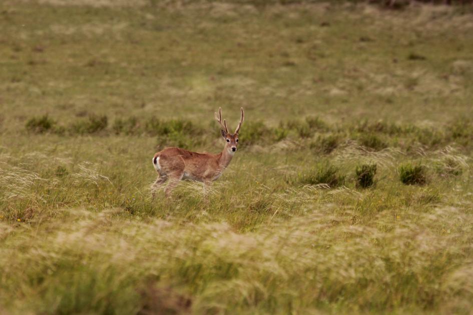 Venado de campo en la pradera Venado de campo en la pradera