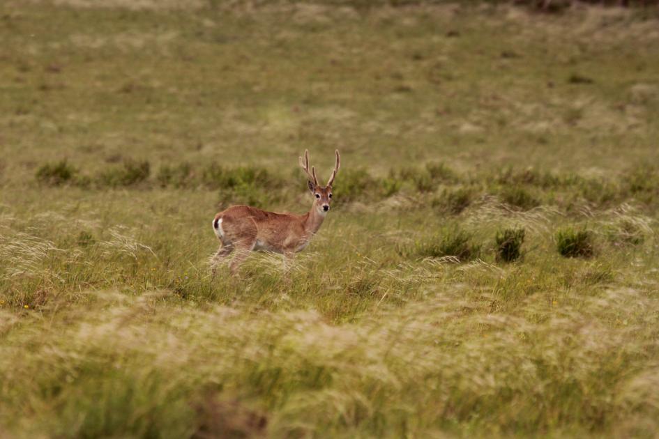 Venado de campo en la pradera