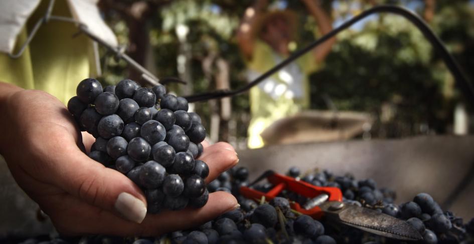 26° edición Fiesta de la Uva y el Vino en ciudad Rodríguez 26° edición Fiesta de la Uva y el Vino en ciudad Rodríguez