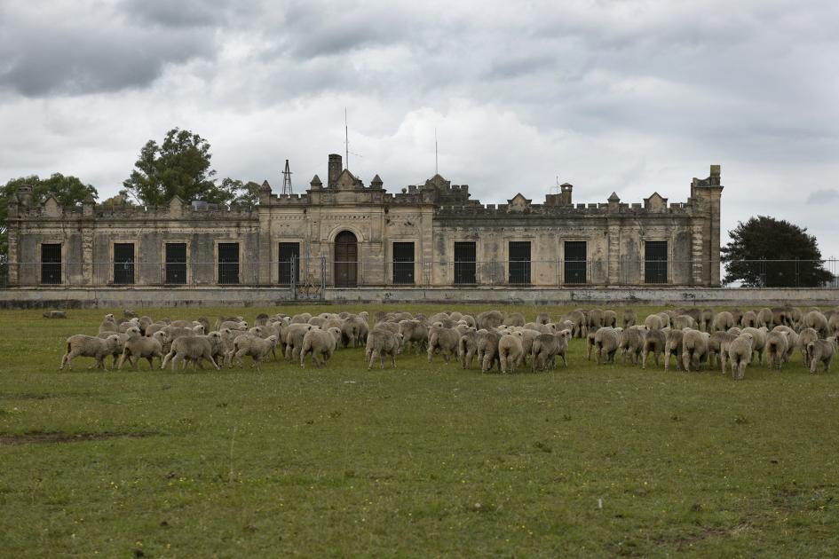 Vista general del castillo con las ovejas 