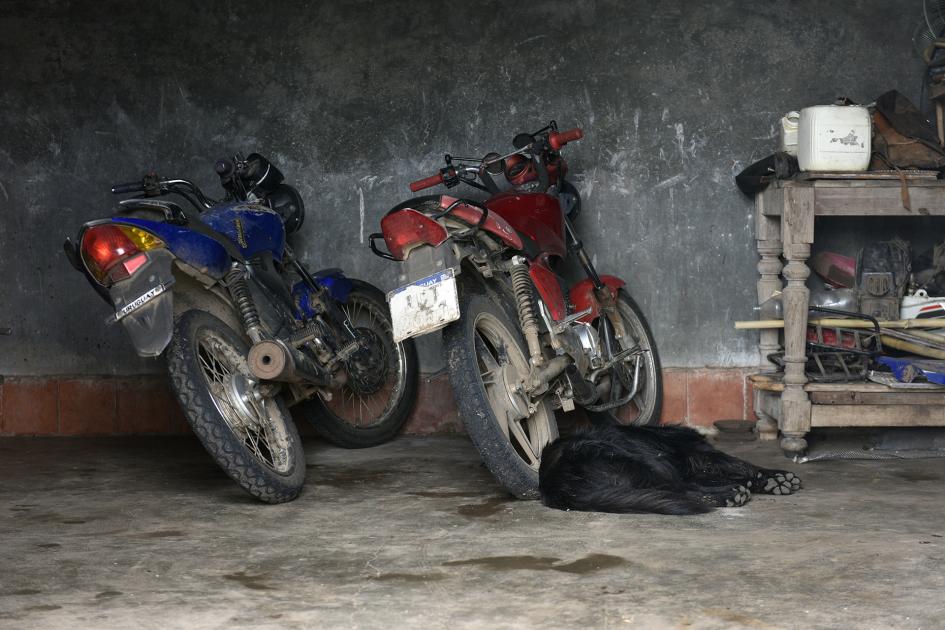 Dos motos y un perro durmiendo