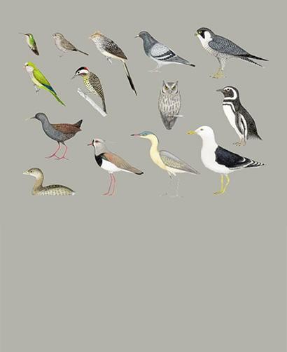 Dibujos de aves