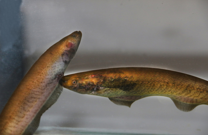 Agresión entre peces eléctricos Gymnotus omarorum