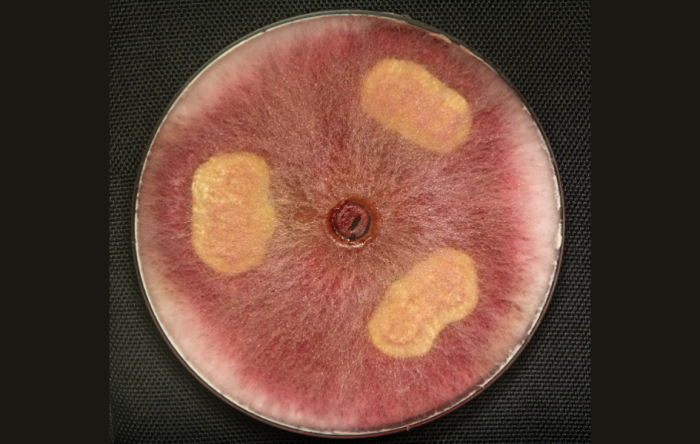 Cultivo del hongo Fusarium, patógeno de las gramíneas