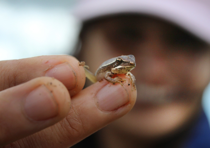 Pequeña rana de especie autóctona completando la metamorfosis Pequeña rana de especie autóctona completando la metamorfosis