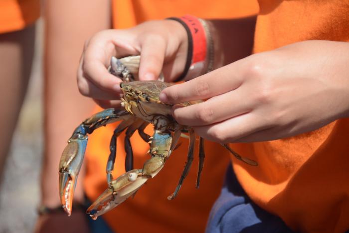 Cangrejo típico de la costa oceánica de Uruguay