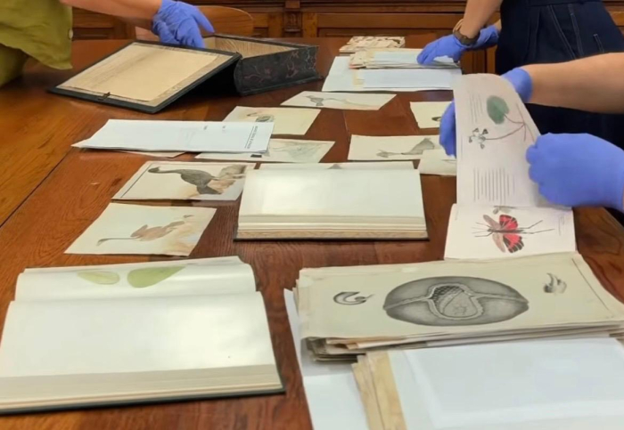 Dibujos de Damaso Antonio Larrañaga