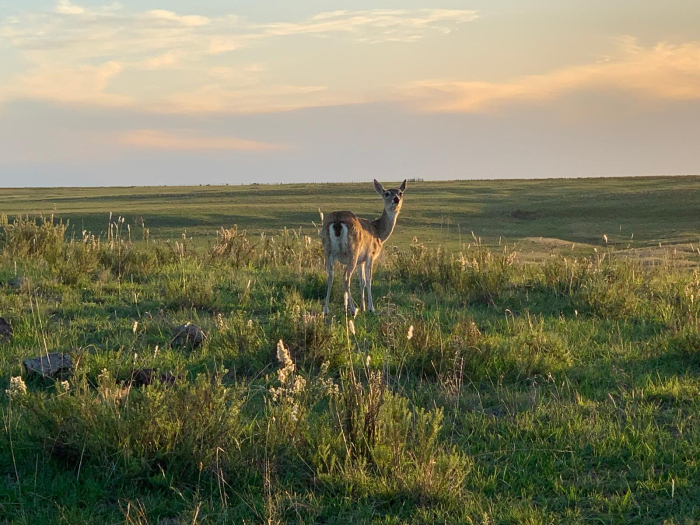 Individuo de sexo desconocido (macho sin astas o hembra). Foto Susana González