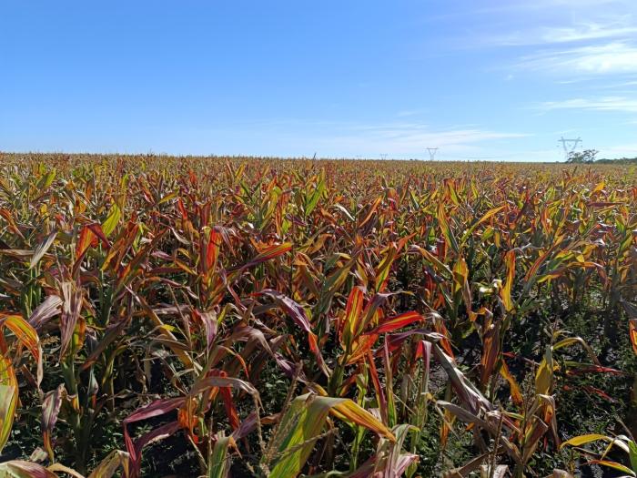 Cultivo de maíz afectado por el "Achaparramiento del maíz"