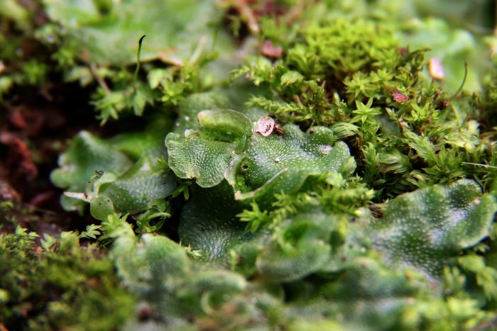 Plantas briofitas: Hepáticas lunularias y musgos.