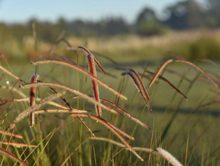 Paspalum stellatum, una especie del pastizal, nativa del Uruguay