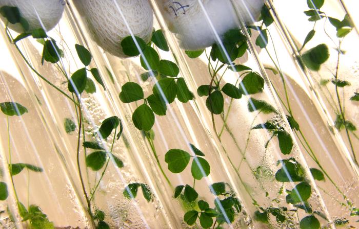 Estudio de la alfalfa en el Laboratorio de Interacción Planta-Microorganismo