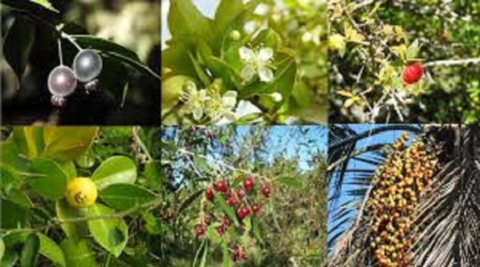 Plantas nativas