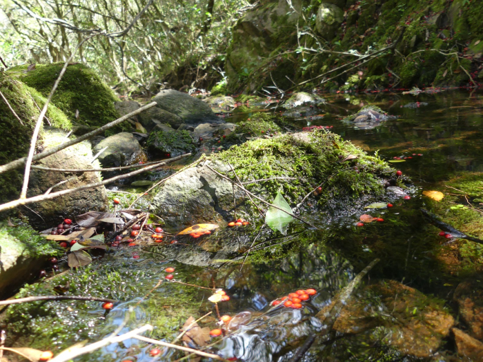 Sitio de muestreo de la investigación