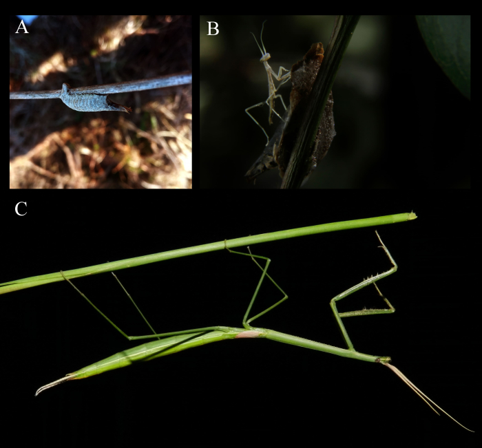 Brunneria subaptera de Uruguay (A) ootecas; (B) recién nacido; (C) hembra adulta. Brunneria subaptera de Uruguay (A) ootecas; (B) recién nacido; (C) hembra adulta.