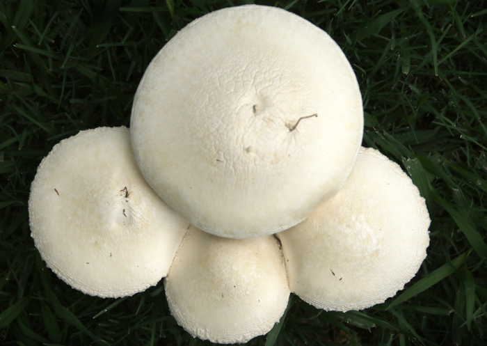 Hongos del género Aspidella en el jardín del IIBCE. Foto de Marcelo Casacuberta. Hongos del género Aspidella en el jardín del IIBCE. Foto de Marcelo Casacuberta.