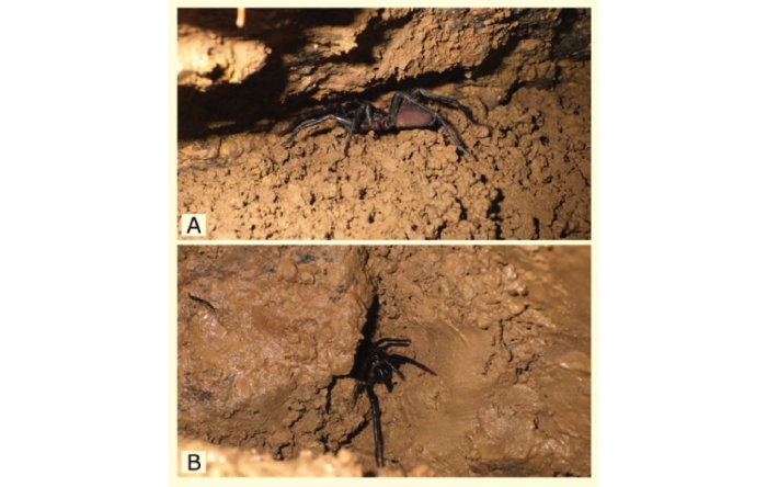 Melloina condesa sp. n. femenina en hábitat natural dentro de la cueva.