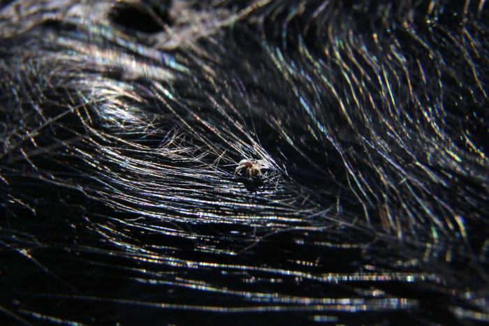 Araña en tela en Paso Severino. Foto de Marcelo Casacuberta Araña en tela en Paso Severino. Foto de Marcelo Casacuberta