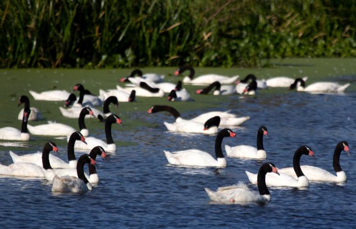 Cisnes de cuello negro en una laguna.
