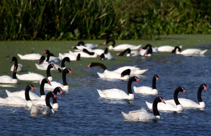 Cisnes de cuello negro en una laguna. Cisnes de cuello negro en una laguna.