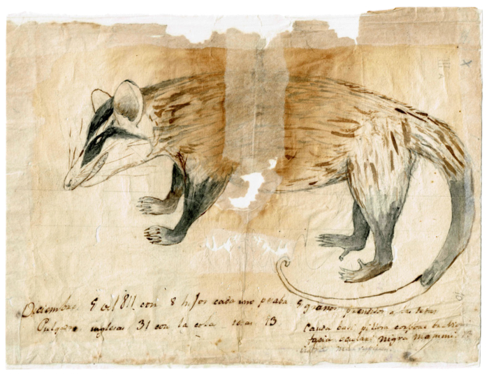 Comadreja (Didelphis albiventris), ilustrada por el naturalista Dámaso Antonio Larrañaga (foto MNHN) Comadreja (Didelphis albiventris), ilustrada por el naturalista Dámaso Antonio Larrañaga (foto MNHN)