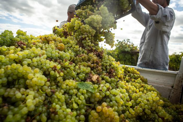 Vino