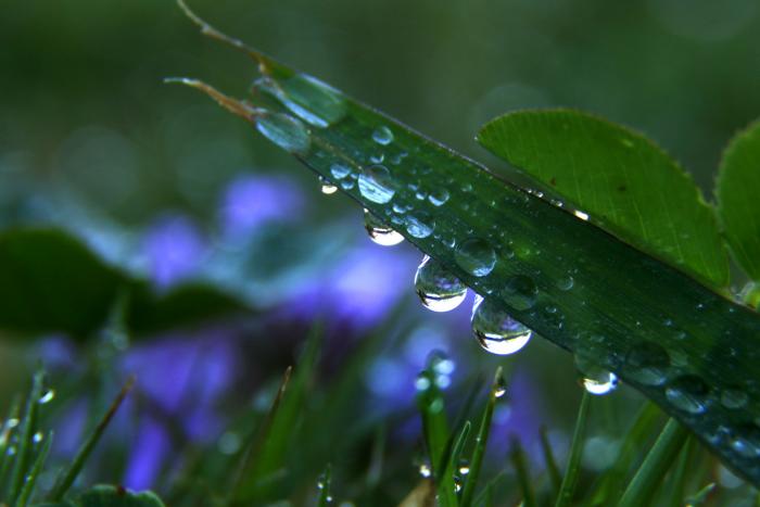 Gotas de agua. Gotas de agua en la hoja de una planta. Foto: Marcelo Casacuberta.
