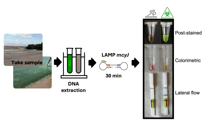 Resumen gráfico del trabajo científico realizado.